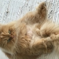 İran Kedisi (Persian), Kedi  Şeker fotoğrafı