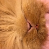 İran Kedisi (Persian), Kedi  Şeker fotoğrafı
