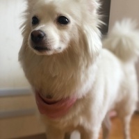 Samoyed, Köpek  MAYA fotoğrafı