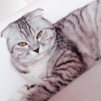 Scottish Fold, Kedi  Prenses fotoğrafı