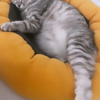 Scottish Fold, Kedi  Prenses fotoğrafı
