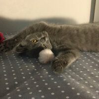 British Shorthair, Kedi  Panky  fotoğrafı