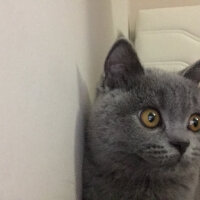 British Shorthair, Kedi  Panky  fotoğrafı