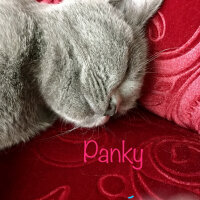 British Shorthair, Kedi  Panky  fotoğrafı