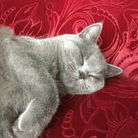 British Shorthair, Kedi  Panky  fotoğrafı