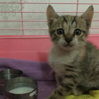 British Shorthair, Kedi  Panky  fotoğrafı