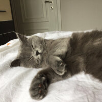 British Shorthair, Kedi  Panky  fotoğrafı