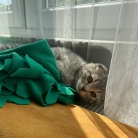 Scottish Fold, Kedi  SCOTTISH FOLD ERKEK YAVRU fotoğrafı