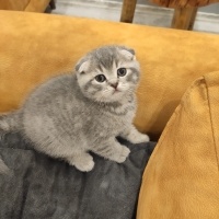 Scottish Fold, Kedi  SCOTTISH FOLD ERKEK YAVRU fotoğrafı