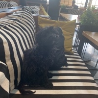 Poodle (Minyatür Kaniş), Köpek  Misha fotoğrafı