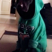 Labrador Retriever, Köpek  ALFA fotoğrafı