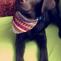 Labrador Retriever, Köpek  ALFA fotoğrafı