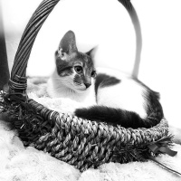Tekir Kedi, Kedi  Sürpriz fotoğrafı