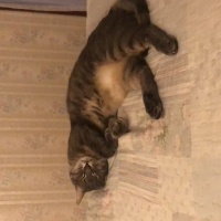 Tekir Kedi, Kedi  Duman fotoğrafı