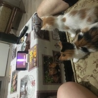 Tekir Kedi, Kedi  Zilli boncuk fotoğrafı