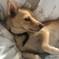 Chihuahua, Köpek  momo fotoğrafı