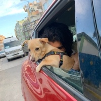 Chihuahua, Köpek  Rei fotoğrafı