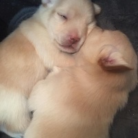Chihuahua, Köpek  Rei fotoğrafı