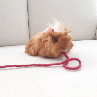 Guinea Pig, Kemirgen  Bubble fotoğrafı