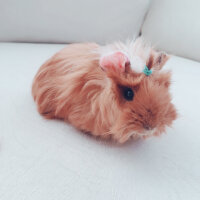 Guinea Pig, Kemirgen  Bubble fotoğrafı