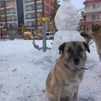 Kangal, Köpek  Oxi fotoğrafı