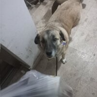 Kangal, Köpek  Oxi fotoğrafı