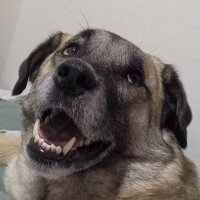 Kangal, Köpek  Oxi fotoğrafı