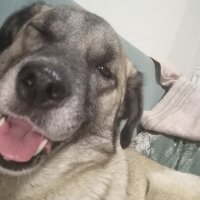 Kangal, Köpek  Oxi fotoğrafı