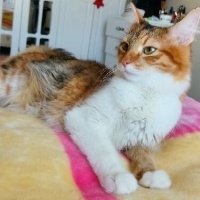 Tekir Kedi, Kedi  Tarçın fotoğrafı