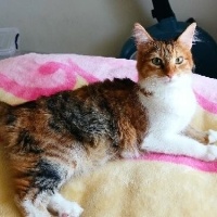 Tekir Kedi, Kedi  Tarçın fotoğrafı