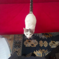 Ankara Kedisi, Kedi  Beyaz fotoğrafı