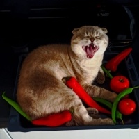 Scottish Fold, Kedi  Haşmet fotoğrafı