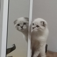 Scottish Fold, Kedi  Haşmet fotoğrafı