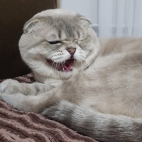 Scottish Fold, Kedi  Haşmet fotoğrafı
