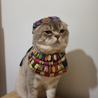 Scottish Fold, Kedi  Haşmet fotoğrafı