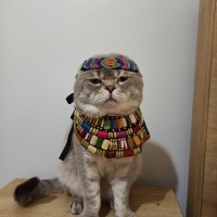 Scottish Fold, Kedi  Haşmet fotoğrafı