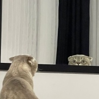 Scottish Fold, Kedi  Haşmet fotoğrafı