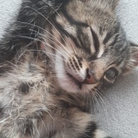 Norwegian Forest, Kedi  Prens fotoğrafı