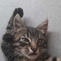 Norwegian Forest, Kedi  Prens fotoğrafı