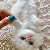 Scottish Fold, Kedi  Pamuk fotoğrafı