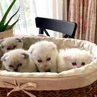 Scottish Fold, Kedi  Küçük  patiler fotoğrafı
