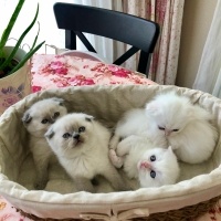 Scottish Fold, Kedi  Küçük  patiler fotoğrafı