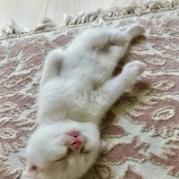 Scottish Fold, Kedi  Boncuk fotoğrafı