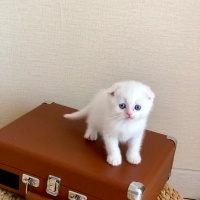 Scottish Fold, Kedi  Boncuk fotoğrafı