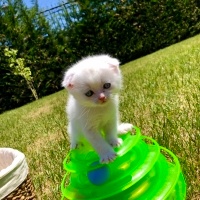 Scottish Fold, Kedi  Boncuk fotoğrafı