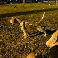 Beagle, Köpek  Odin fotoğrafı