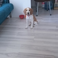 Beagle, Köpek  Odin fotoğrafı
