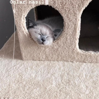 British Shorthair, Kedi  Oscar fotoğrafı