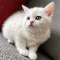British Shorthair, Kedi  Mia fotoğrafı