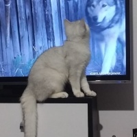 British Shorthair, Kedi  Itırsu fotoğrafı